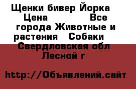 Щенки бивер Йорка  › Цена ­ 30 000 - Все города Животные и растения » Собаки   . Свердловская обл.,Лесной г.